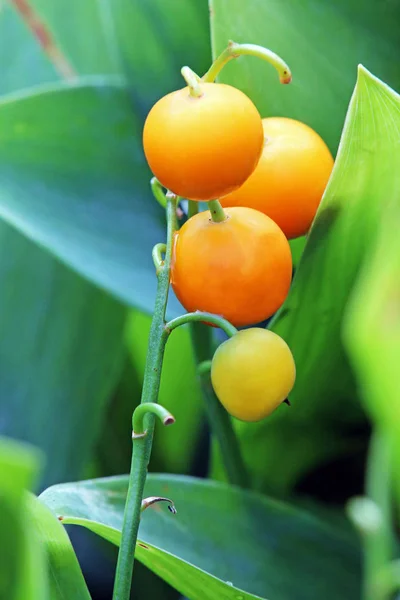 Fruta Naranja Cuando Está Lisa — Foto de Stock