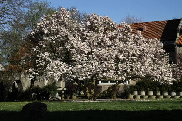 Bloeiende Magnolia Boom Met Bloemblaadjes — Stockfoto