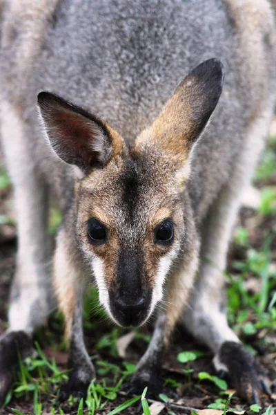 Australië Officieel Het Gemenebest Van Australië Een Soeverein Land Dat — Stockfoto