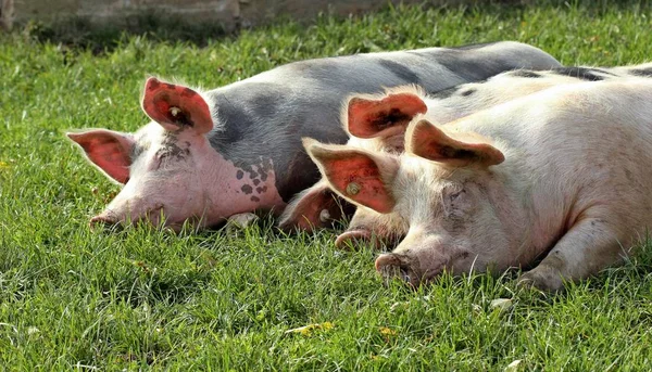 Tres Cerdos Dormidos Que Pastan —  Fotos de Stock