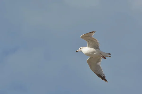 Schilderachtige Vogel Thema Schot — Stockfoto