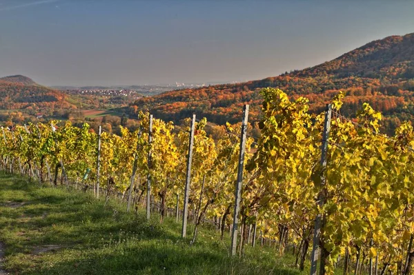 Countryside Vineyards Agriculture Grapevine Plants — Stock Photo, Image