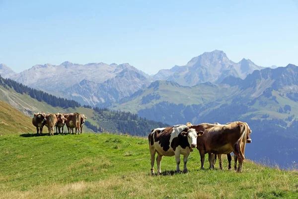 Vacas Jovens Verão Nas Montanhas Bezerros Leiteiros Pasto Nos Alpes — Fotografia de Stock