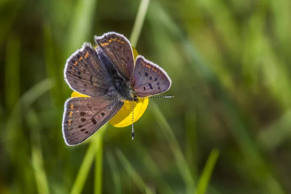 Cuivre Sucré Sur Fleur Jaune — Photo