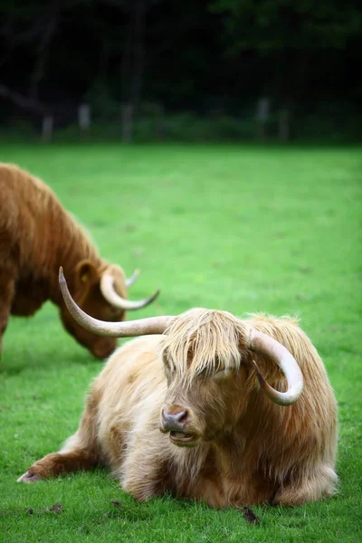 Χρωματική Εικόνα Μερικών Αγελάδων Highland Ένα Πράσινο Πεδίο — Φωτογραφία Αρχείου