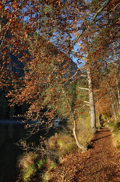 Otoño Dorado Lago Tristach Tyrol —  Fotos de Stock