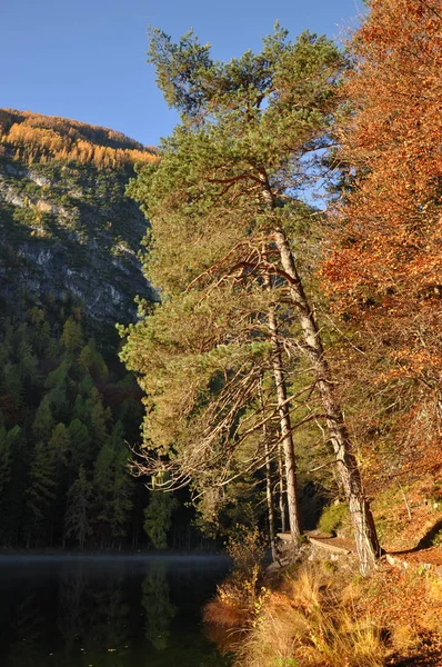 Outono Dourado Lago Tristach Tirol — Fotografia de Stock