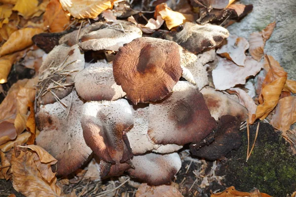 Champignons Dans Forêt — Photo