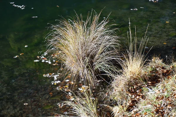 Goldener Herbst Tristacher See — Stockfoto