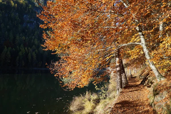 Outono Dourado Lago Tristach Tirol — Fotografia de Stock