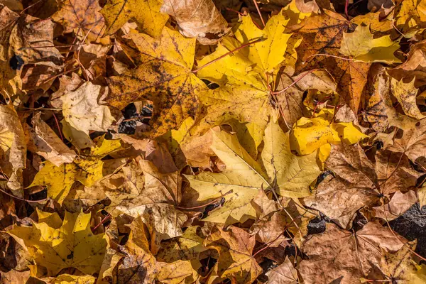 Herbstblätter Herbstzeit Laub — Stockfoto