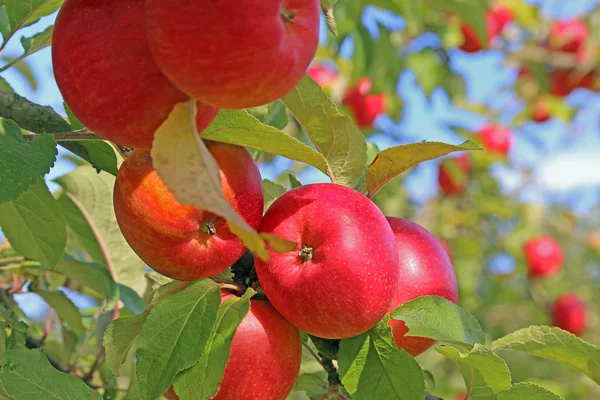 Φωτεινά Κόκκινα Μήλα Στο Δέντρο Τον Οκτώβριο — Φωτογραφία Αρχείου