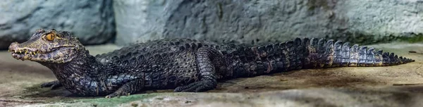 Cuvier Dwarf Caiman — Stock Photo, Image