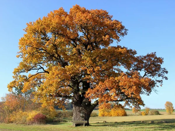 Quercia Corte Breuna Colorazione Autunnale — Foto Stock