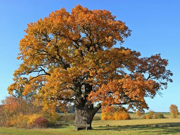 Die Eiche Breuna Herbstlichen Farben — Stockfoto