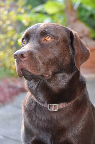 Porträtt Söt Hund — Stockfoto