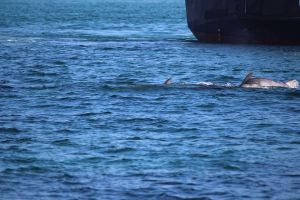 바다표범 돌고래 — 스톡 사진