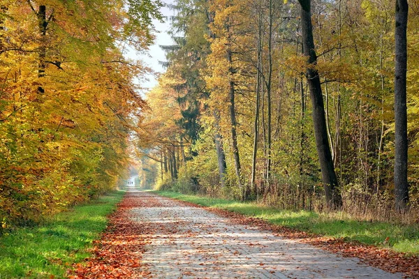 秋の森秋の紅葉 — ストック写真