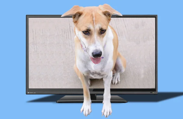 Собака Выскакивает Экрана Телевизора — стоковое фото