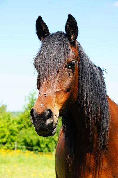 Cavalo Castanho Animal Equino Imagem De Stock