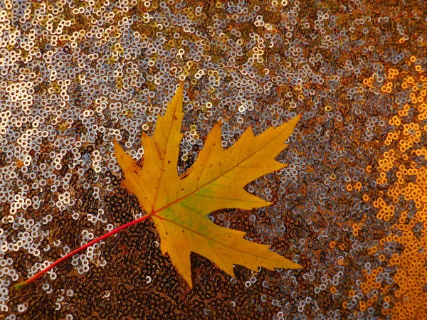 Maple Leaves Tree Leaves Foliage — Stock Photo, Image