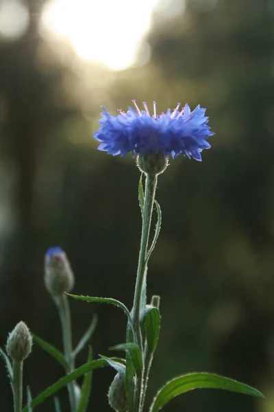 Una Flor Flores Azules Crece Hacia Sol — Foto de Stock