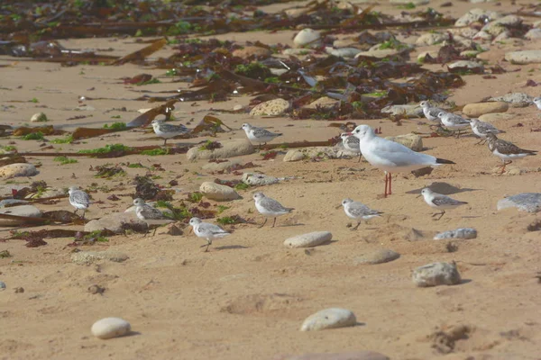 Les Oiseaux Attendent Nourriture Qui Apporte Marée Orageuse — Photo