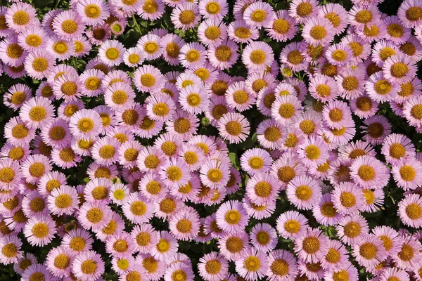 Flower Carpet Sea U200B U200Bflowers Soft Pink — Stock Photo, Image