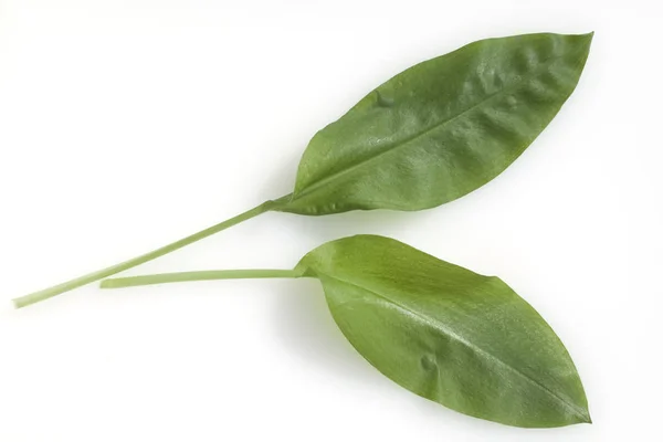 Beyaz Arkaplanda Yeşil Yapraklar Izole — Stok fotoğraf