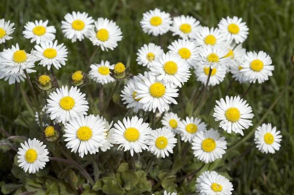 Gänseblümchen Blumen Weiße Blumen — Stockfoto
