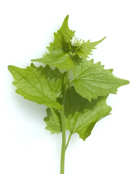 Plante Verte Fraîche Isolée Sur Fond Blanc — Photo