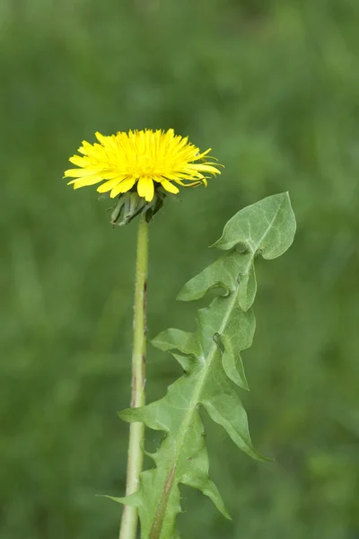 Karahindiba Tarla Yaban Güllesi Çiçeği — Stok fotoğraf