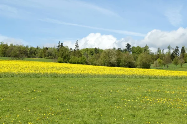 Gelber Löwenzahn Sommer — Stockfoto