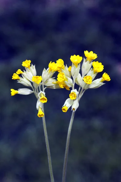 Gele Bloemen Tuin — Stockfoto