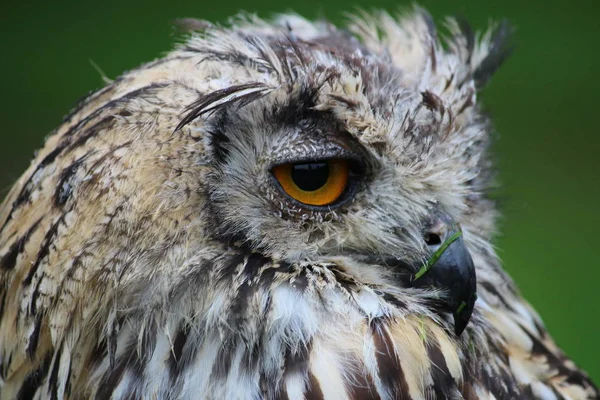 Pittoresco Tiro Tema Uccello — Foto Stock