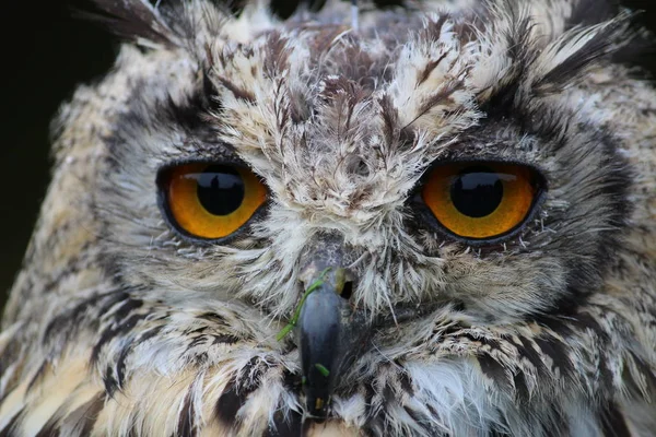 Vacker Utsikt Över Vacker Fågel Naturen — Stockfoto