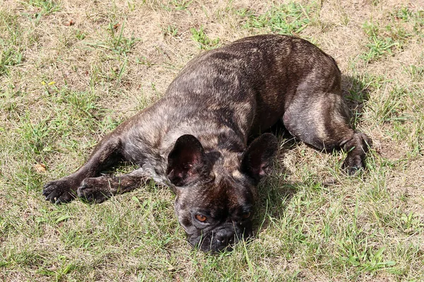 Hund Ligger Gräset Fransk Bulldogg — Stockfoto