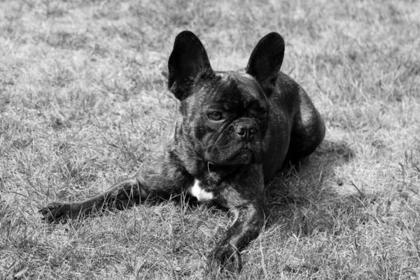 Собака Лежит Траве Французский Бульдог — стоковое фото