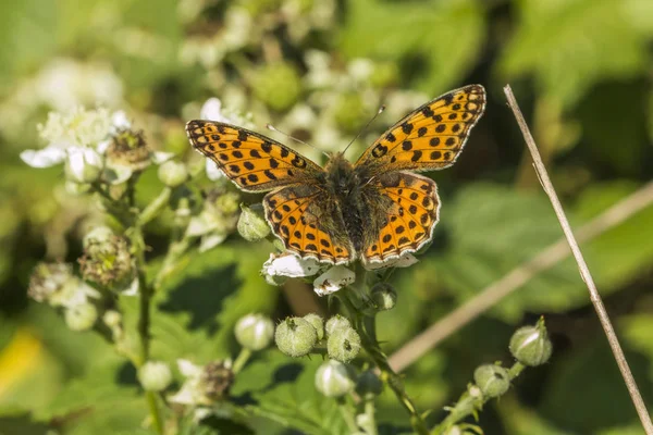 Petite Mère Papillon Perlé Assise Sur Une Fleur Blanche — Photo