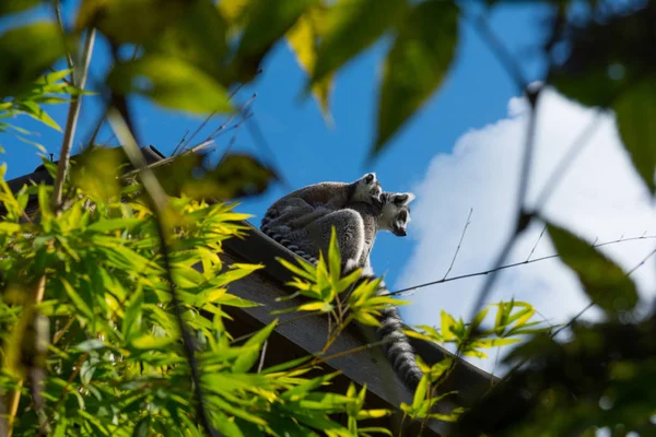 Lémur Cola Anillada Lemur Catta Durante Día Verano — Foto de Stock