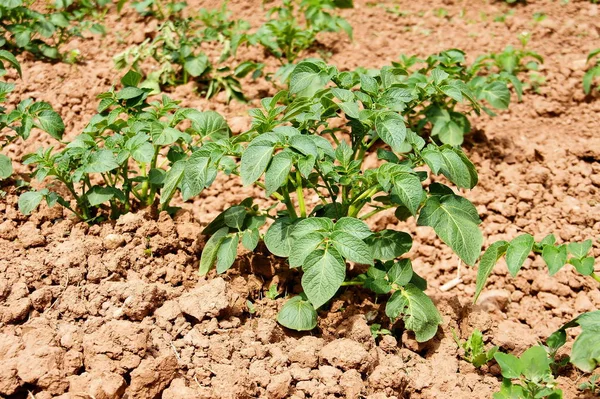 Burgonyanövény Föld Feletti Része Burgonyanövény — Stock Fotó