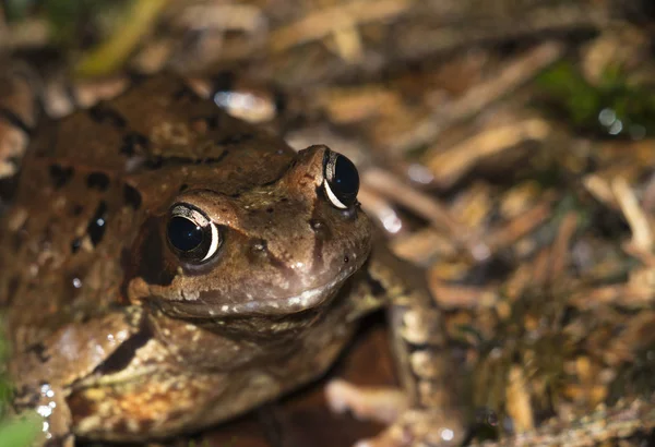 Portrait Une Grenouille Brune Assise Sur Sol Forêt — Photo