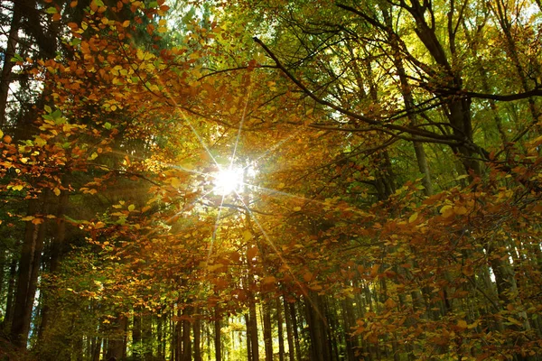 Podświetlenie Lesie Liściastym — Zdjęcie stockowe