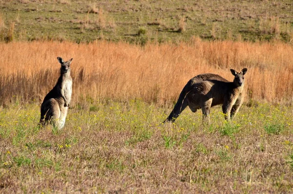 Kangaroos Feld — стоковое фото