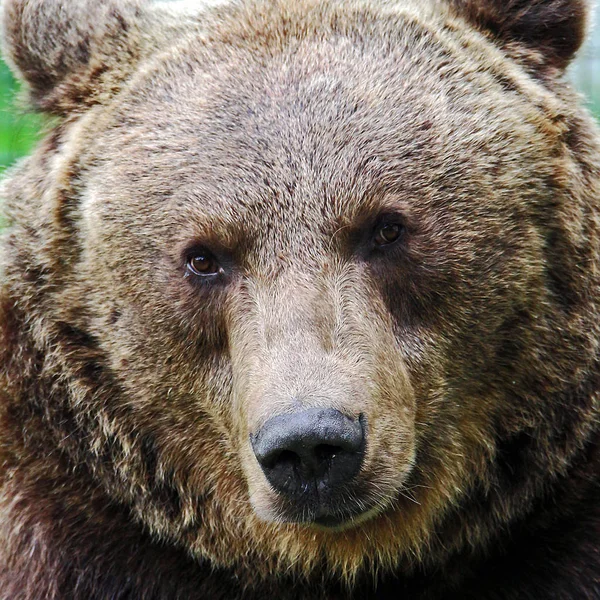 Brązowy Niedźwiedź Zwierzę Grizzly — Zdjęcie stockowe