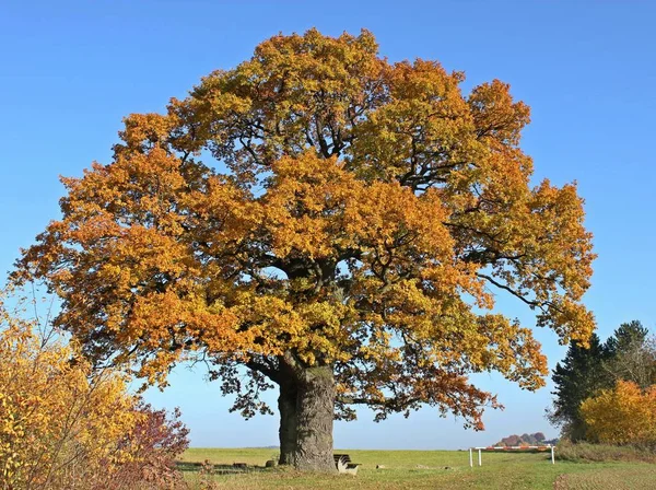 Die Gerichte Breuna Herbst Färbung — Stockfoto