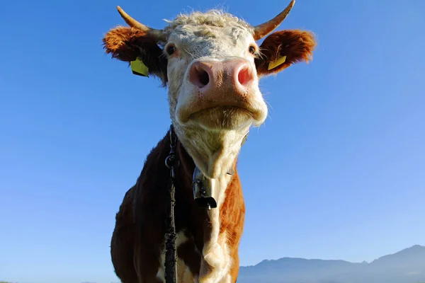Boynuzları Çanı Olan Genç Bir Sığır Eti — Stok fotoğraf