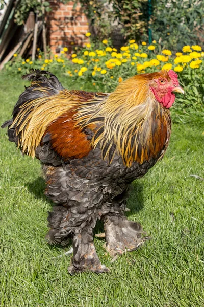 Coq Brahma Dans Prairie — Photo