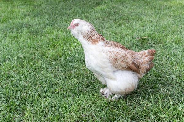 Pollo Salmón Enano Prado —  Fotos de Stock