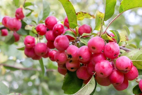 Filial Med Krabba Äpplen Och Blad — Stockfoto